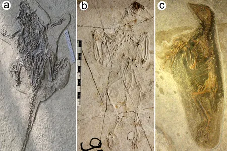 Typical entombment poses of some of the Jehol Biota’s animals (a Psittacosaurus (a) and primitive crow-like birds (b and c))—the same poses displayed by other victims of erupting volcanoes throughout history.  