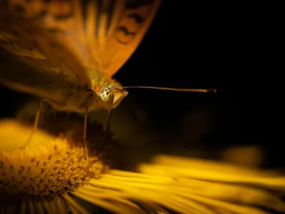 A silver-washed fritillary butterfly rests on a flower as the sun rises, casting a warm glow on both lifeforms.