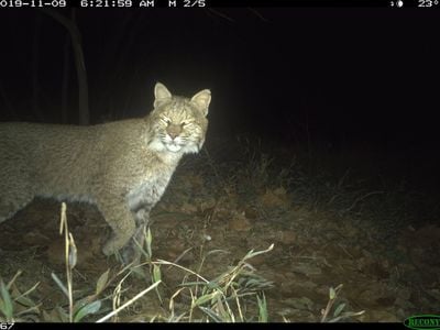 A wildlife camera trap caught five shots of this bobcat walking by the C&O Canal in Washington, D.C. 