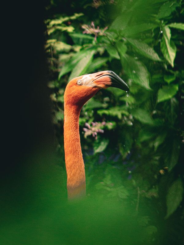 Flamingo from Key West thumbnail