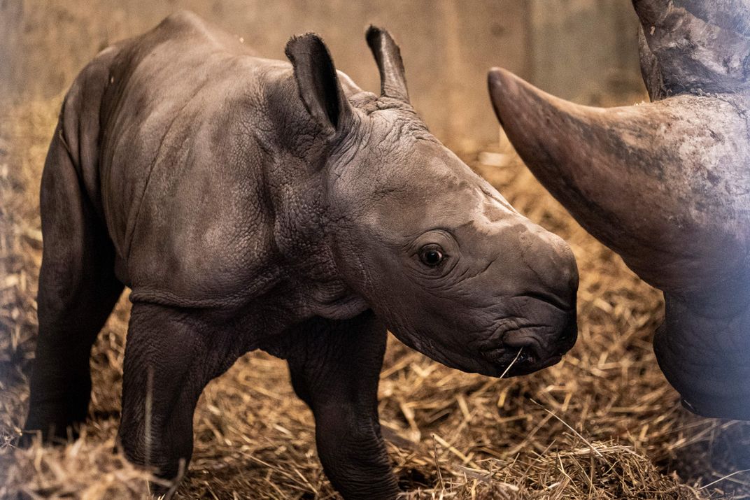A brown white rhino calf near its mother's large horn
