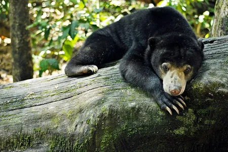 Around 20 percent of the time, the bears returned a playmate’s expression within one second of seeing it