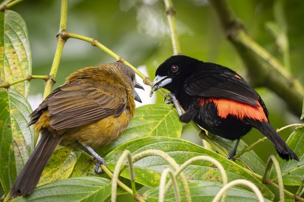 Clash in the Canopy thumbnail