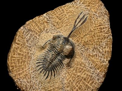 Early marine arthropods called trilobites disappeared—along with 90 percent of species in the ocean and 75 percent of those on land—at the end of the Permian period.