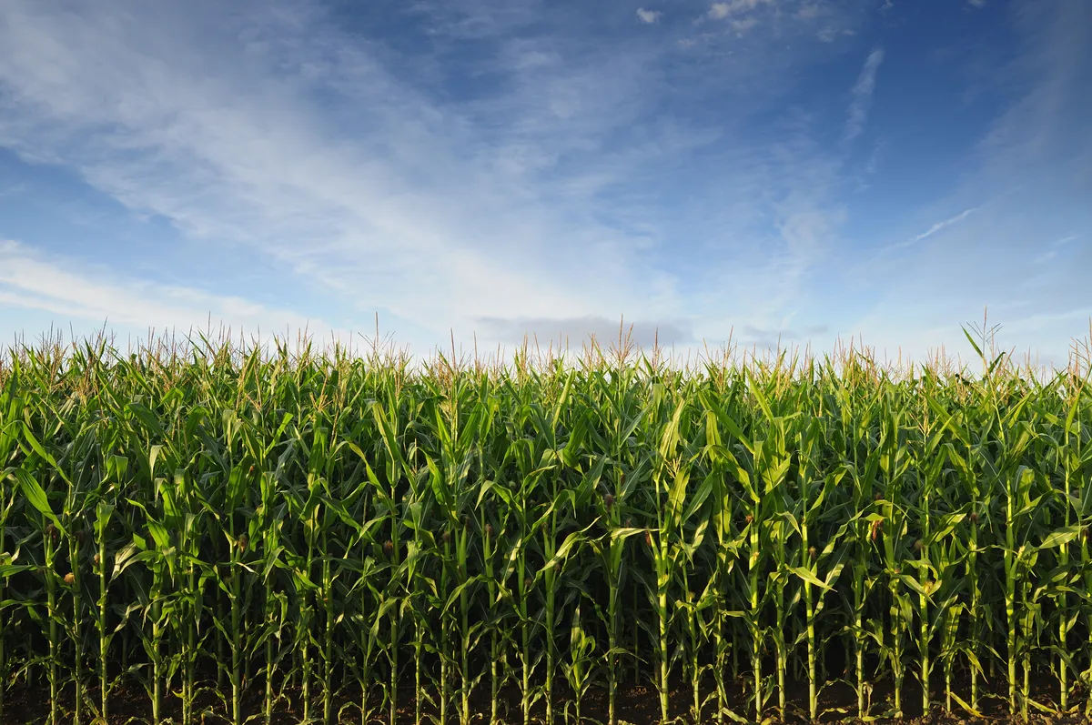 Is Hacking Photosynthesis the Key to Increasing Crop Yields?