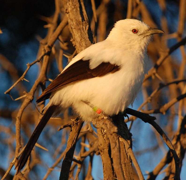 A pied babbler, aka, the drongo's chump. Photo: Tom Flower