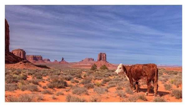 Monument Valley and Cow thumbnail