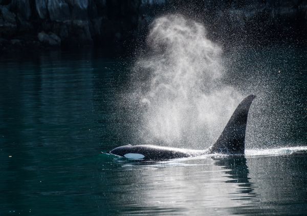 Orca Whale Surfaces thumbnail