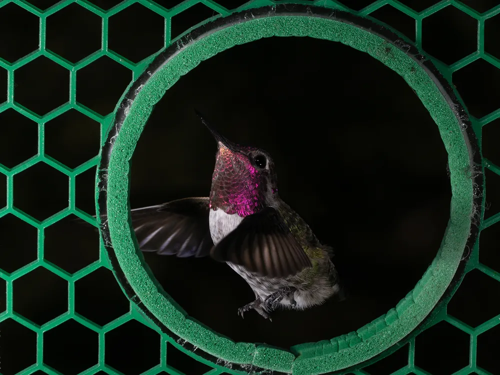 Watch How Hummingbirds Fly Through Narrow Spaces