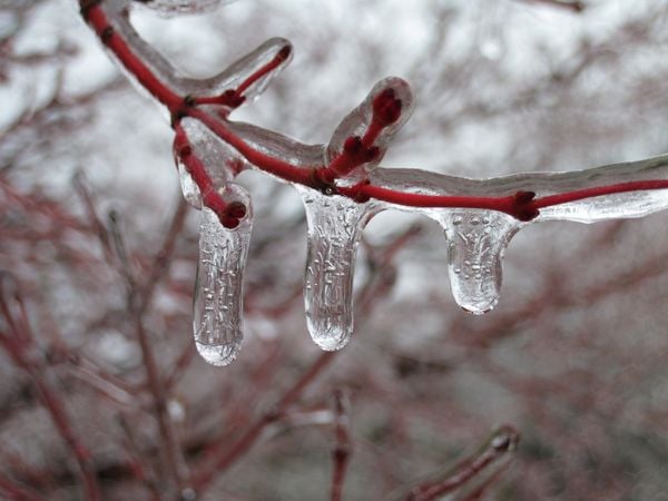 Ice Covered Branches thumbnail