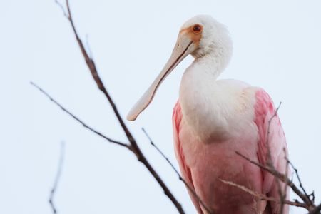 Roseate spoonbills typically inhabit Texas, Florida, Central America and South America. The individual pictured here is not the one seen in Wisconsin.