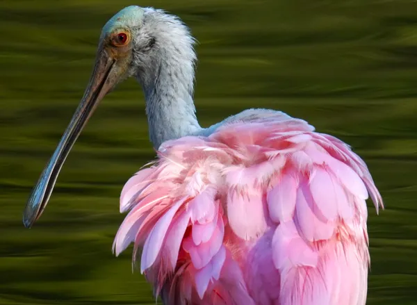 Roseate Spoonbill thumbnail