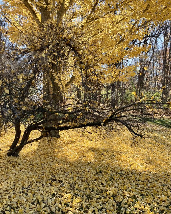 Fall Yellow Ginko Leaves thumbnail