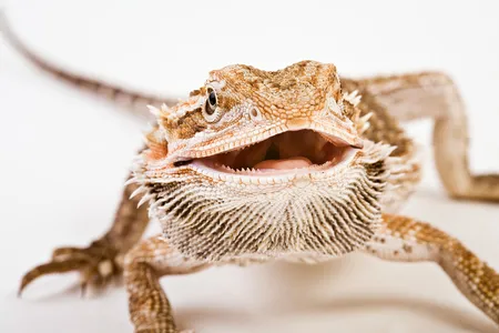 A bearded dragon moves in for a close-up. The Australian lizards face threats from habitat loss and rising temperatures.