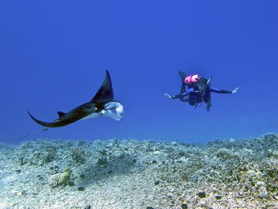 manta rays