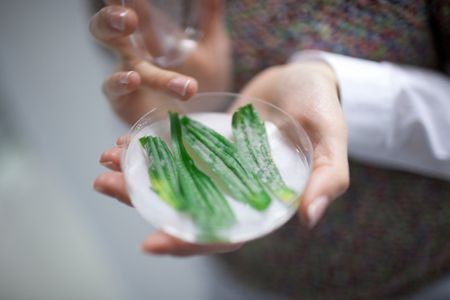 Leaves of the plant Plantago lanceolata infected with powdery mildew. 