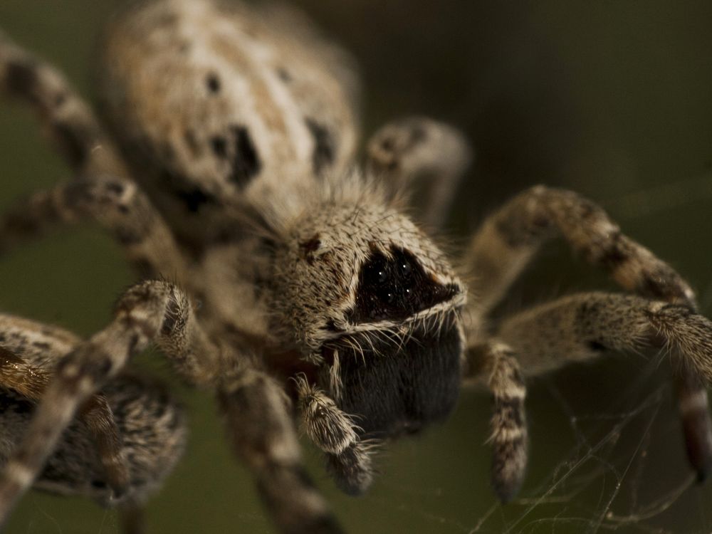 Social Spider, Stegodyphus sarasinorum. Unlike most spiders these live ...