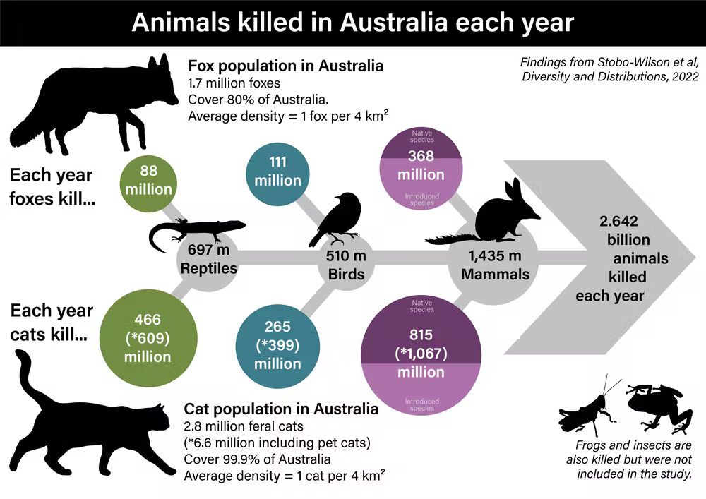 An infographic showing how many animals cats and foxes kill