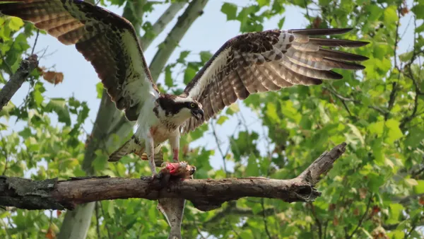 Osprey with the catch of the day thumbnail