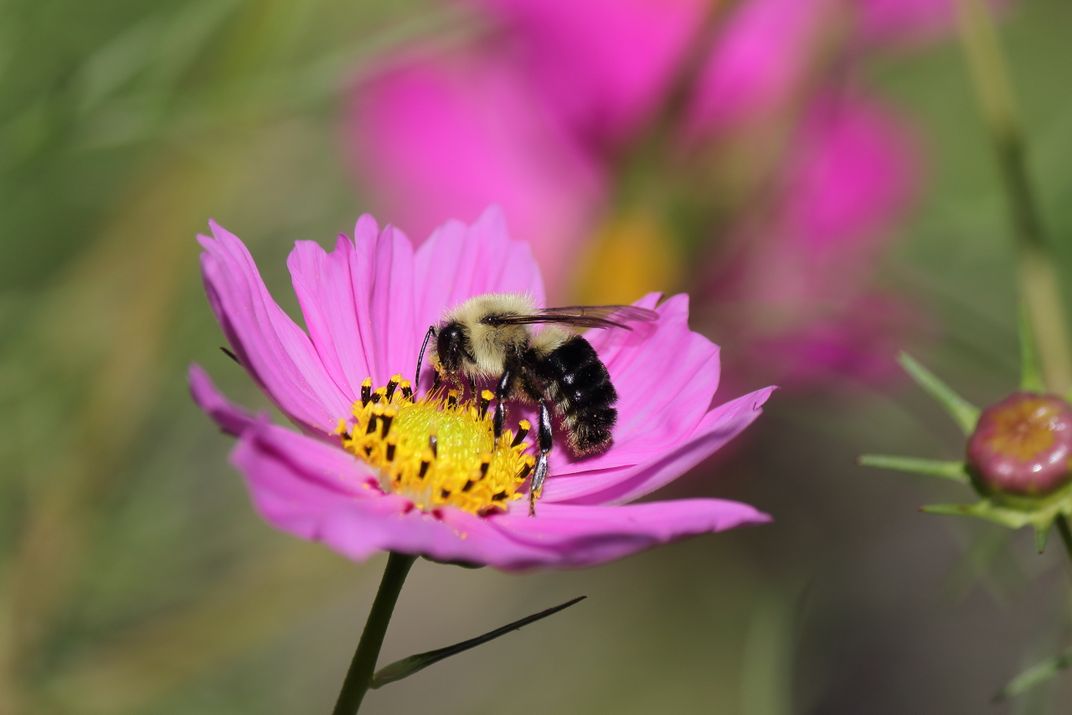 Bumblebee gathering pollen from a cosmos flower