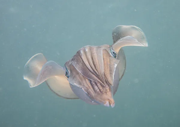 Underwater Portrait thumbnail