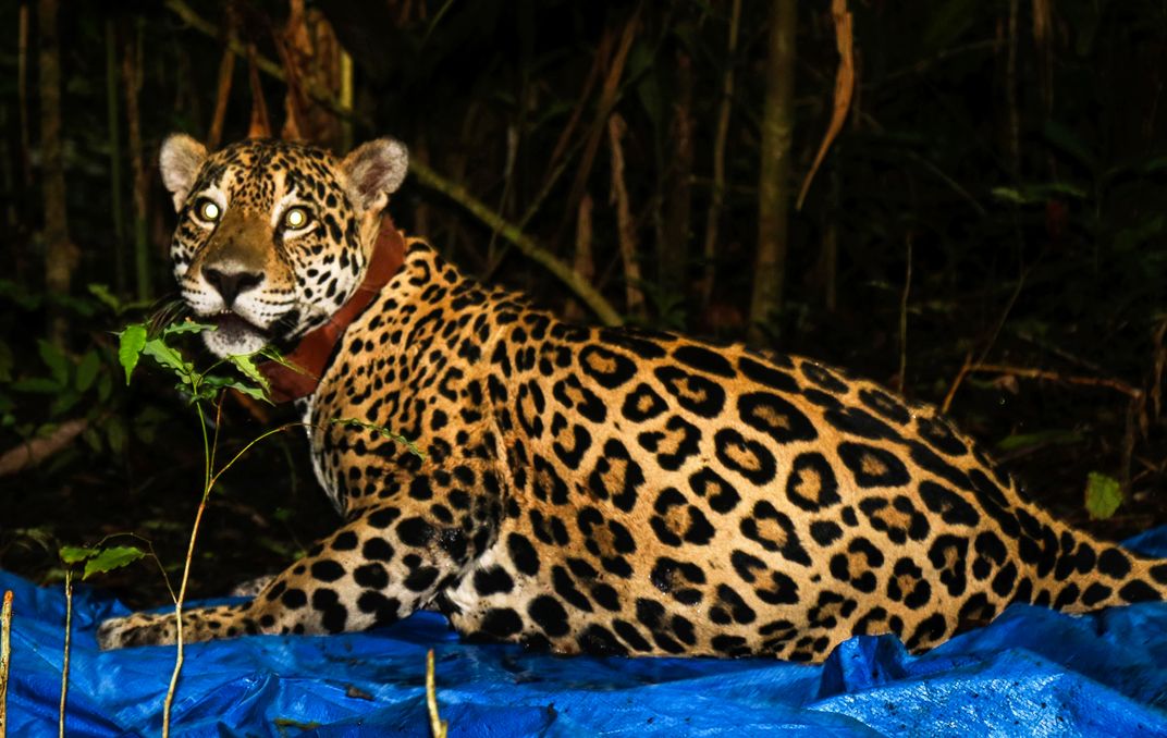 do jaguars travel in packs
