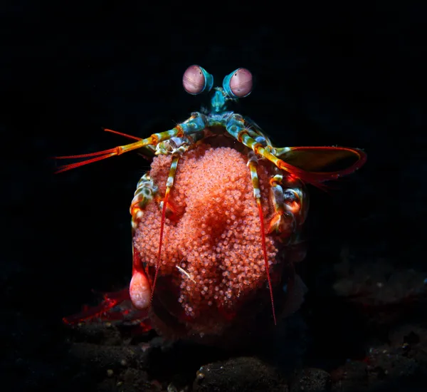 Peacock Mantis Shrimp with Eggs thumbnail