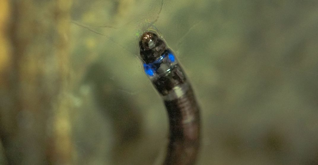 Scientists discover new bioluminescent sea worms