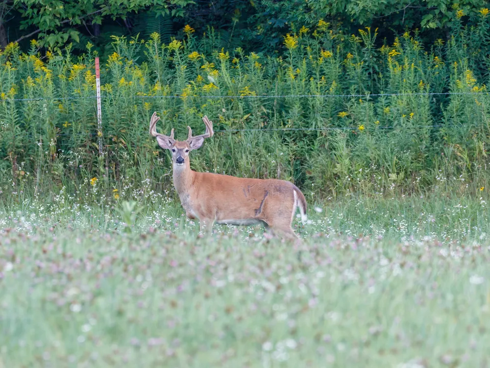 Deer standing in a field of grass