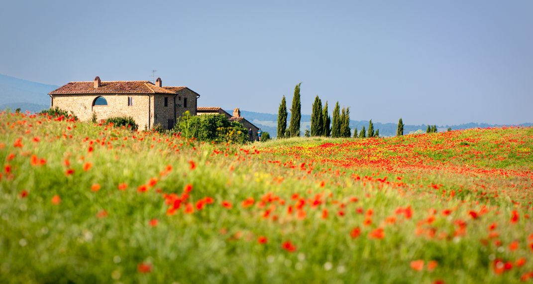 A field of poppies with a Tuscan house in the background