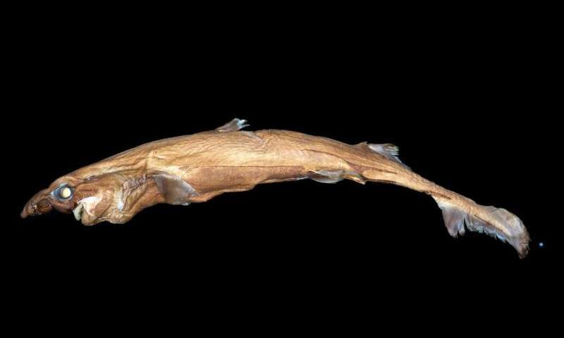 Lantern Shark