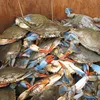 Over a dozen blue crabs with red pincers piled in a wooden basket