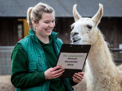 Keeper Jessica Jones with Lamas and Alpacas during the annual animal stocktake at ZSL London Zoo, UK.