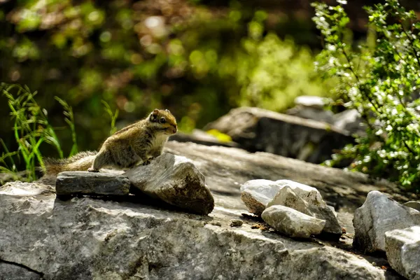 Squirrel on the stone. thumbnail