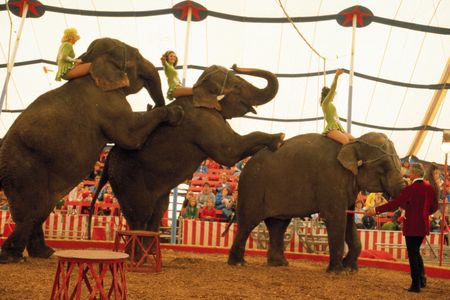 Elephants perform in Wisconsin in 1980.