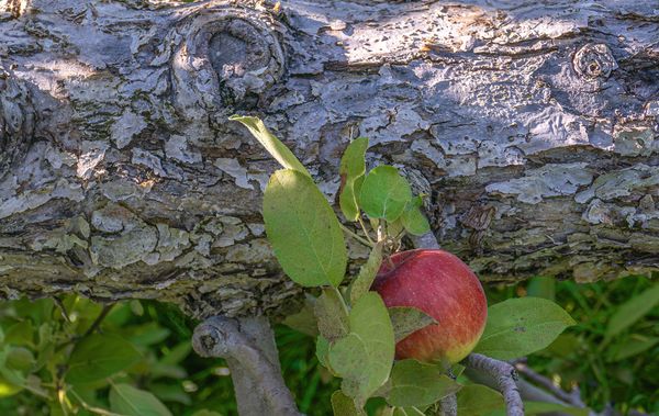 Mcintosh Apple thumbnail