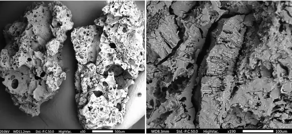 Images of food found in the Franchthi Cav and the Shanidar Cave