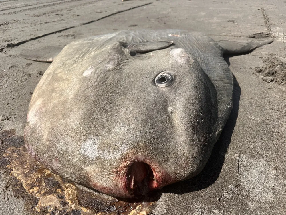 Large dead fish on sand with mouth open