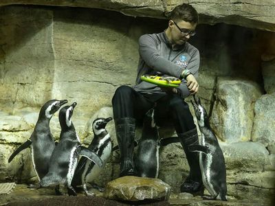 An animal care staff member at Chicago's Shedd Aquarium feeds some Magellanic penguins.