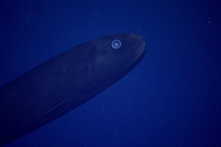 Of the deep-water samples collected by this team, they identified 11 fish families, 11 genera and eight species. This fish, from the genus Leptochilichthys, was discovered at nearly 3,000 feet deep.

