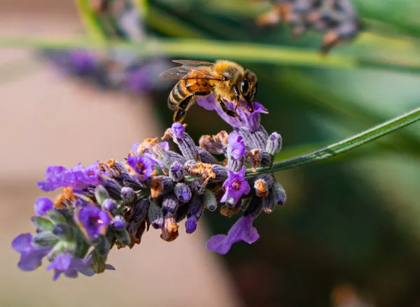 Close up Honey Bee on Lavender thumbnail