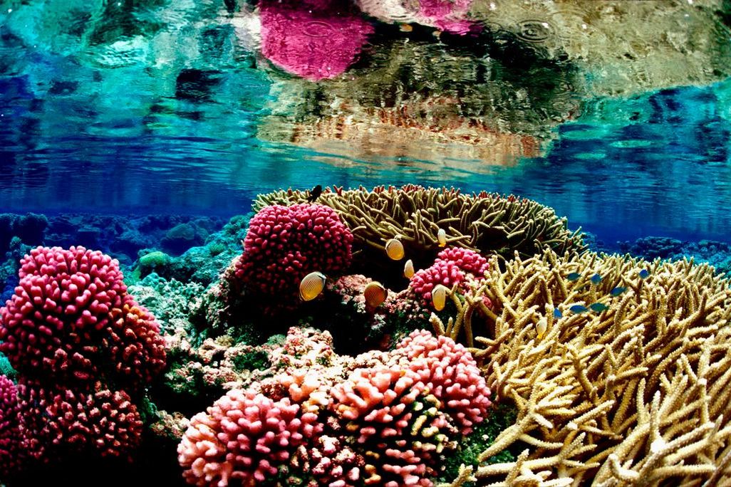 Coral Reefs