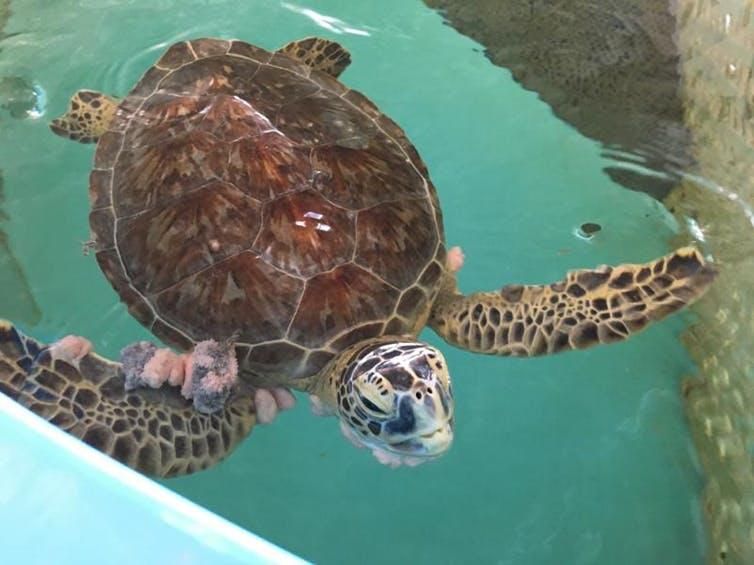 A patient that’s gone through multiple rounds of surgery at the Whitney Sea Turtle Hospital.