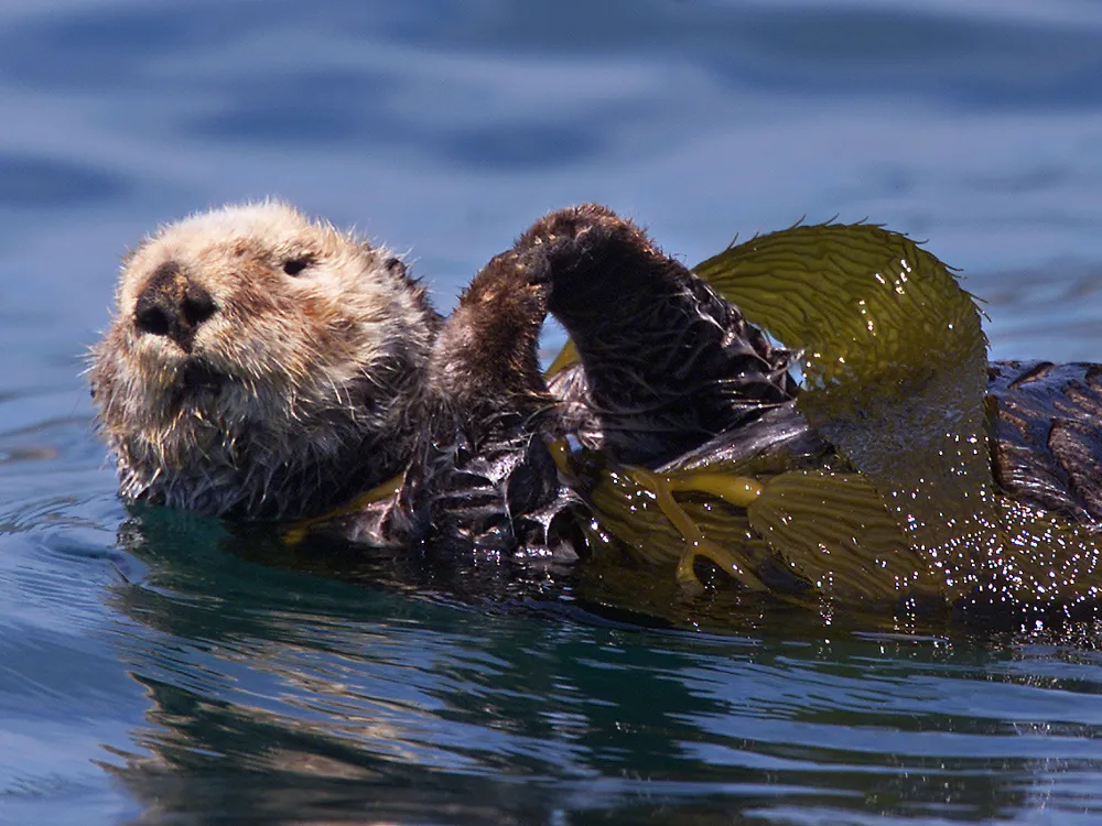 An otter floats on its back in the water with kelp draped over its stomach