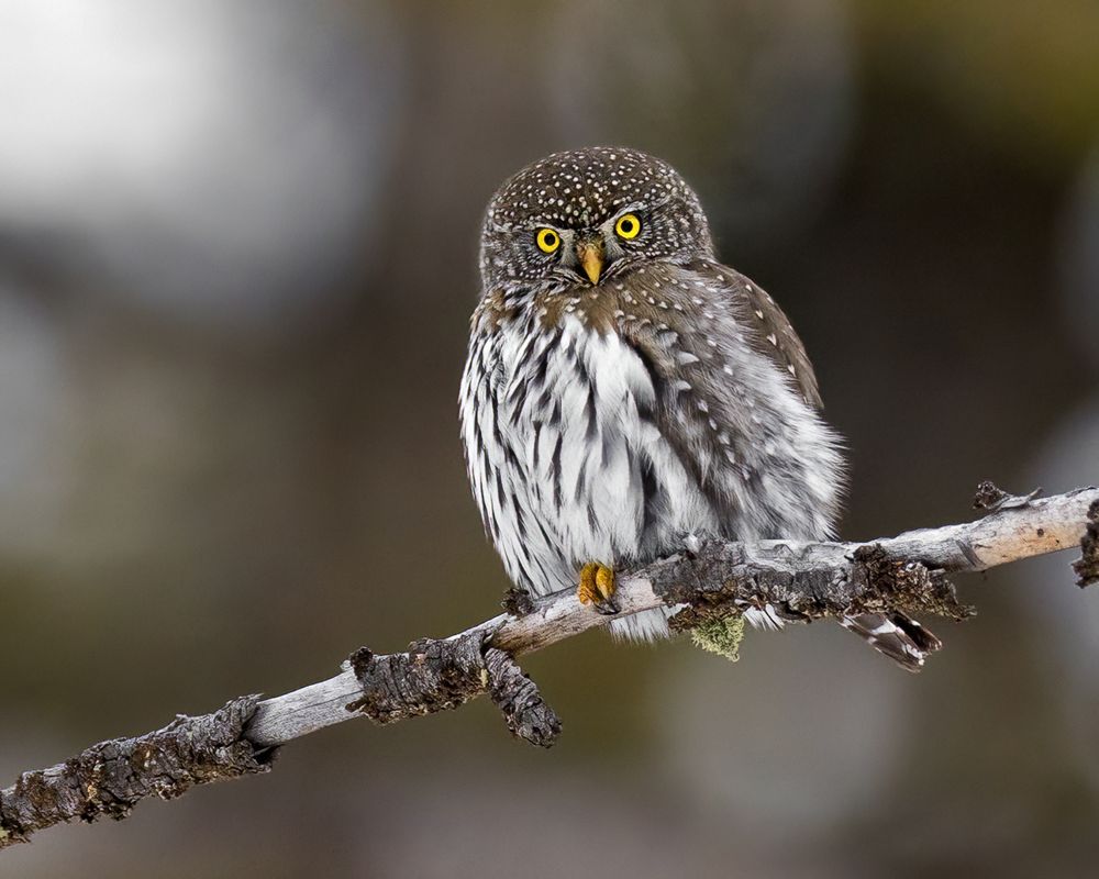 A northern pygmy owl perches on a branch, a small piece of moss dangling below her. No bigger than a deck of cards, these miniature owls are highly efficient predators, hunting prey 2-3x their size.