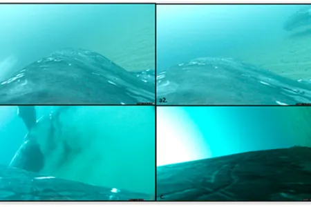 Using suction-cup sensors attached to three humpback whales, researchers captured video footage of the animals rolling around on the ocean floor.