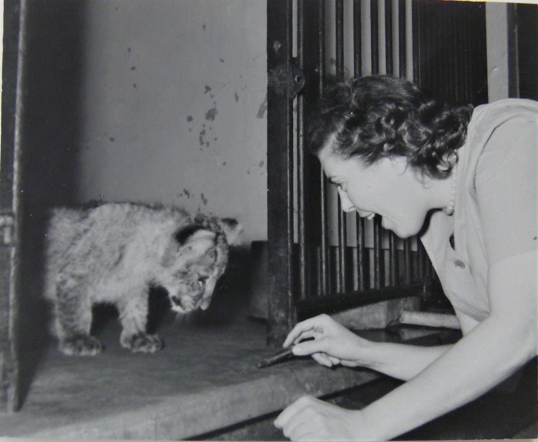 Crimilda with lion cub (at unidentified zoo), Courtesy of Western Michigan University Special Collections, Crimilda Pontes Graphic Arts Archive.
