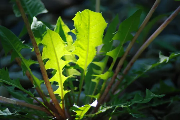 The Lowly Dandelion thumbnail