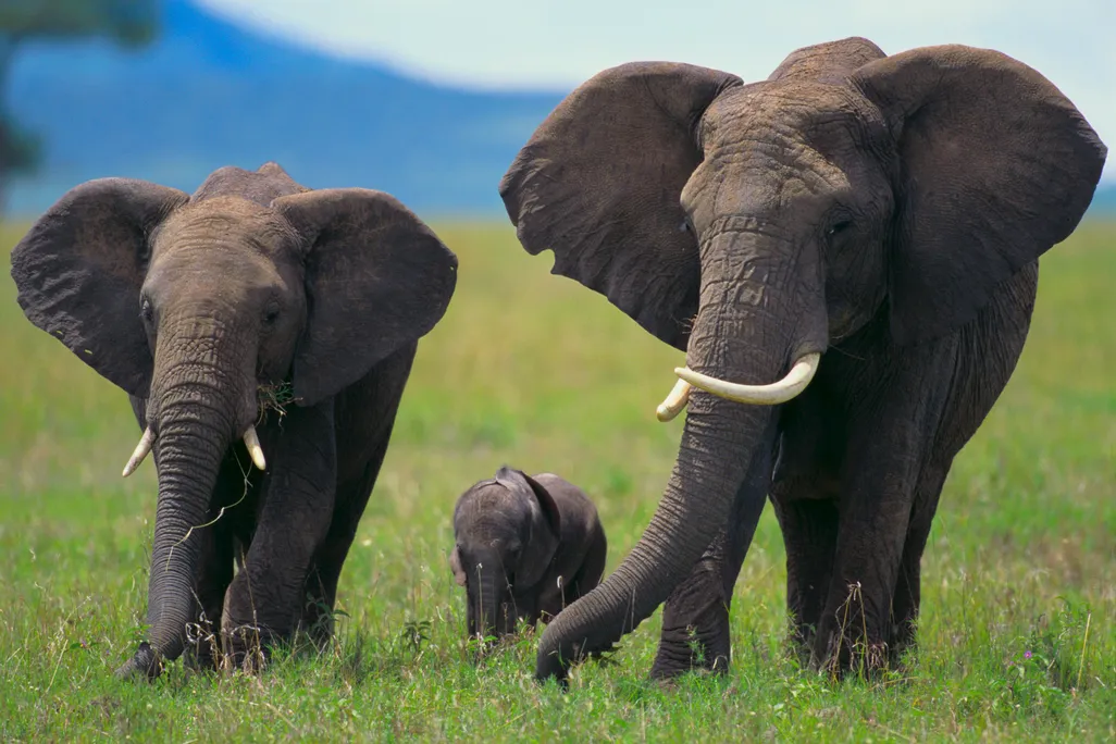 elephant family