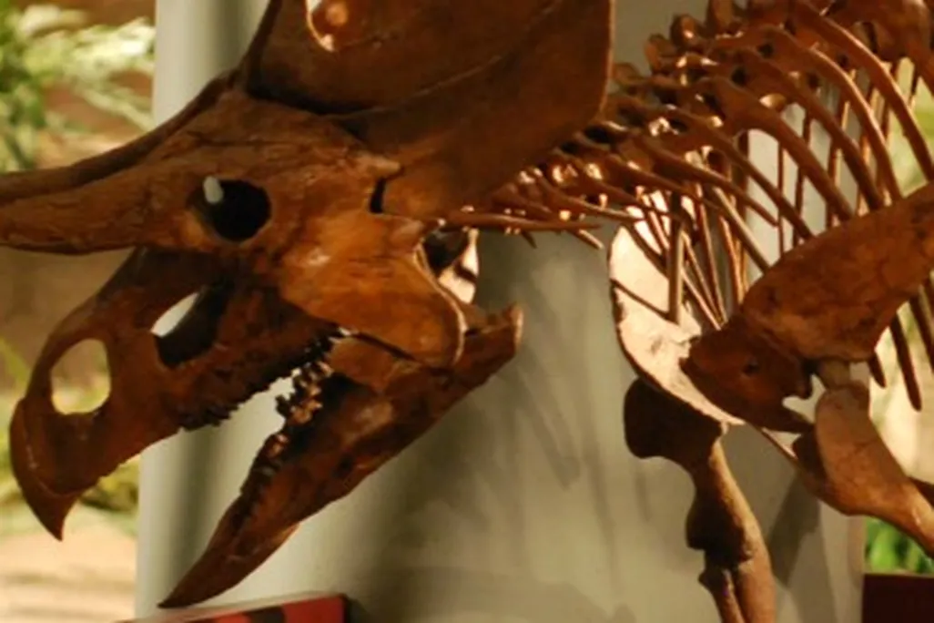 Two-horned face: a reconstruction of Zuniceratops at the Arizona Museum of Natural History